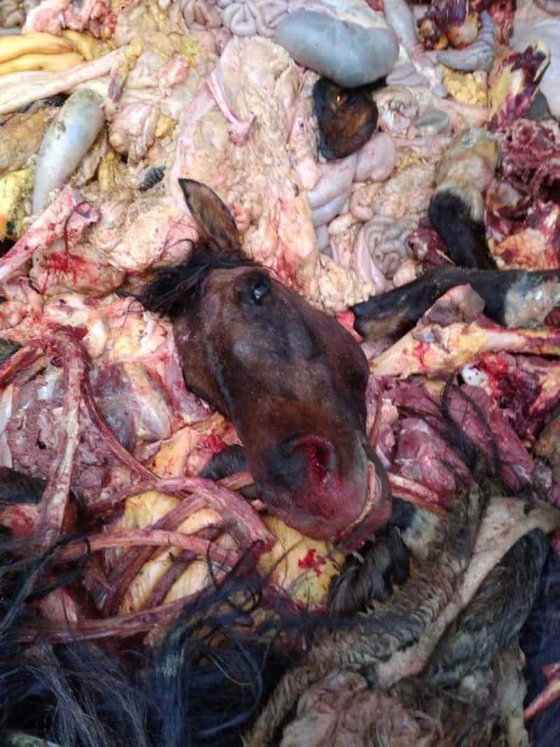 Carne de cavalo que seria vendida em feiras públicas é apreendida