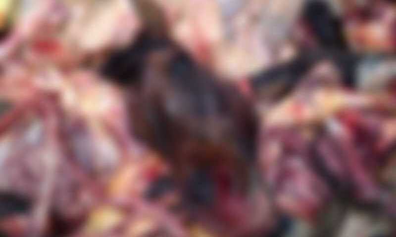 Polícia flagra homens desossando cavalos em abatedouro clandestino de Imaruí, SC; carne seria vendida para açougue