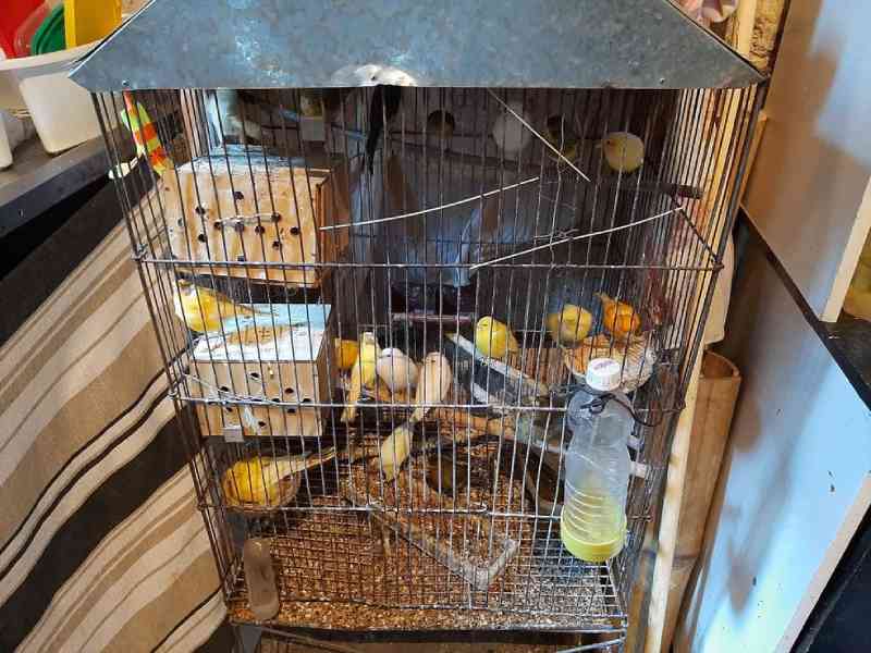 Polícia apreende aves silvestres mantidas em casa de Jundiaí, SP