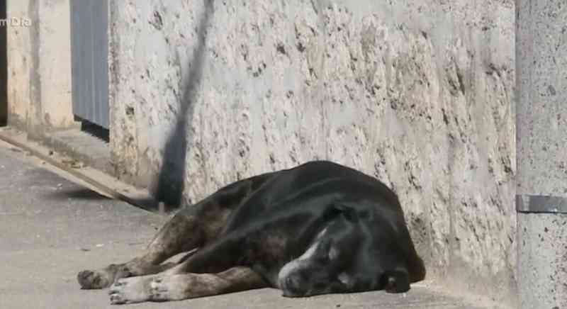 Vergonha! Prefeitura de Mirassol (SP) contrata veterinária para matar cães