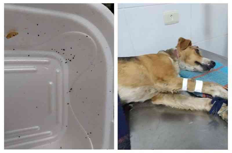 Polícia Civil investiga envenenamento de animais em São Roque, SP