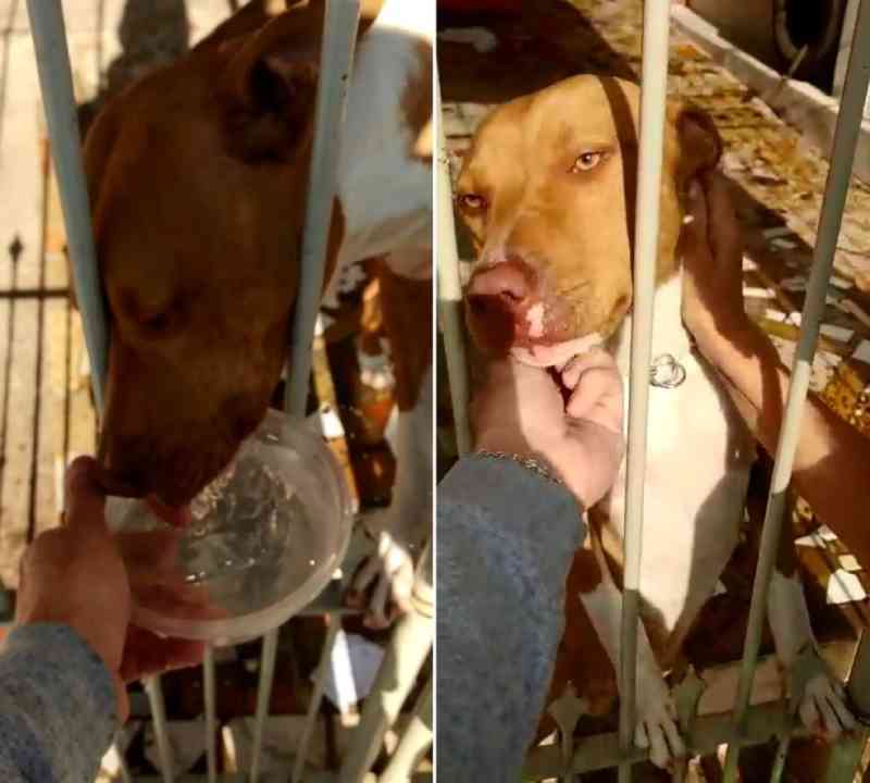 Moradores denunciam situação de maus-tratos de cachorro em casa de Sorocaba, SP