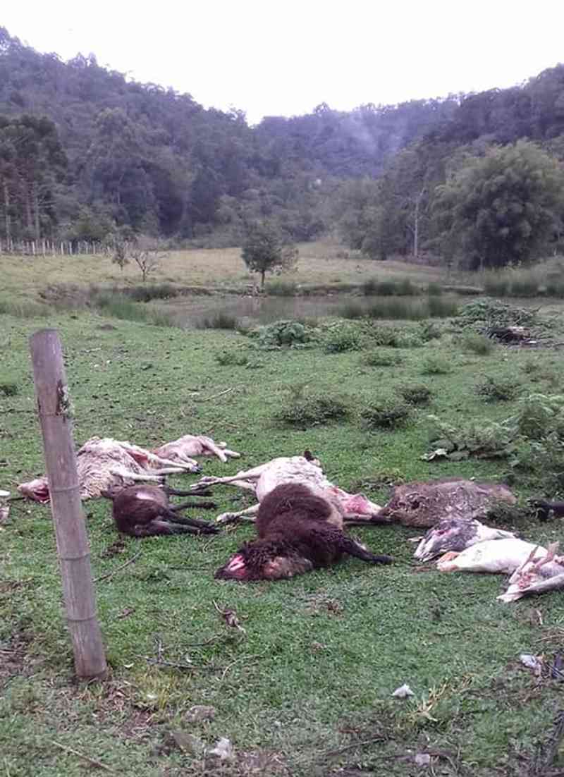 Animais são mortos em SP e grande pegada ‘misteriosa’ intriga moradores