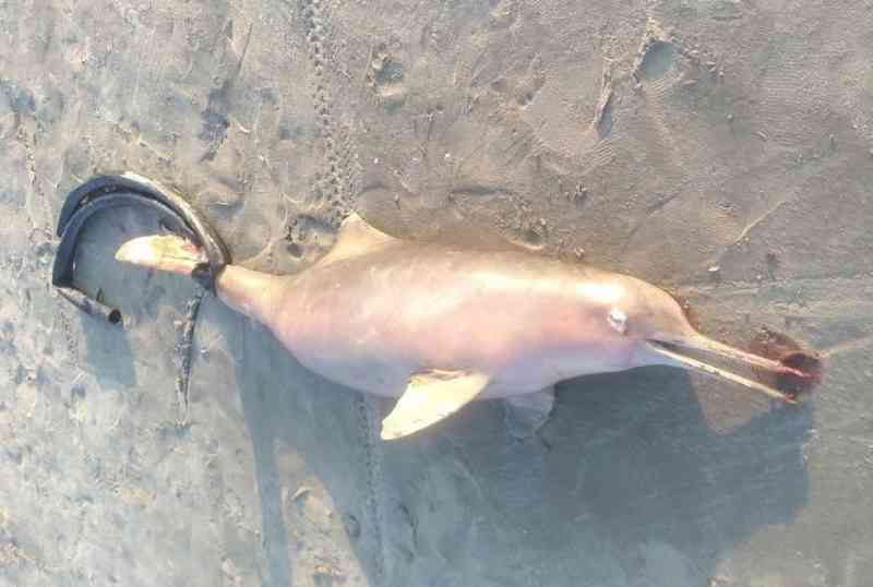 Golfinho é encontrado morto em SP com a cauda amarrada por borracha