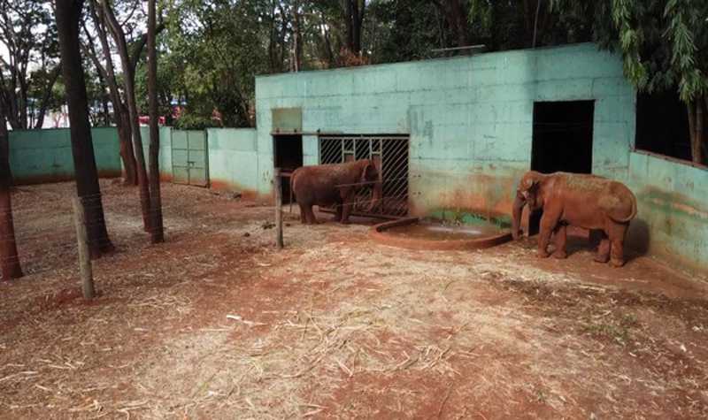 Cerca divide as elefantas Maison e Bambi no bosque de Ribeirão Preto, SP — Foto: Marcelo Moraes / EPTV