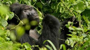 Caçador que matou gorila raro em Uganda é sentenciado a 11 anos de prisão