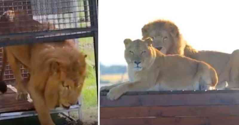 Após 8 anos presos em gaiolas, leões de circo são resgatados e pisam na grama pela primeira vez