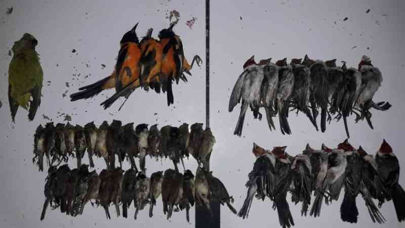 PRF apreende 800 aves silvestres dentro de carro em Canapi, AL