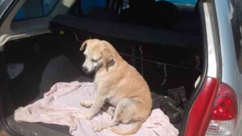 Homem é preso por arremessar cachorro de uma altura de sete metros em Silves, AM