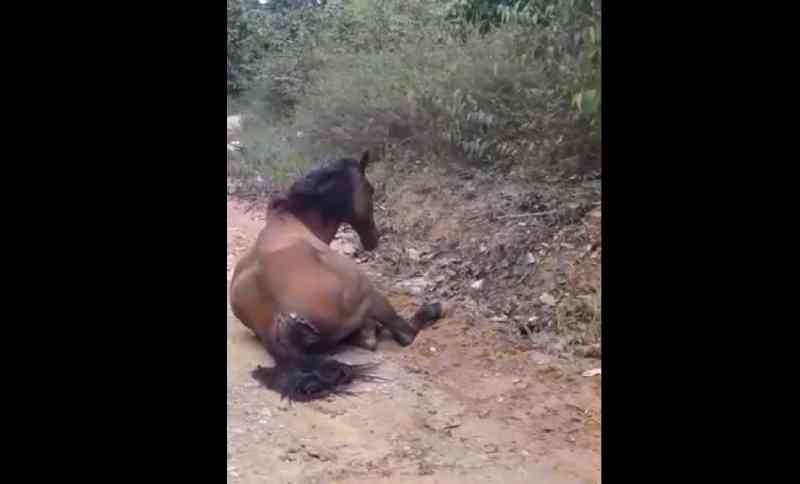 Cavalo é abandonado doente em estrada no Amazonas; vídeo