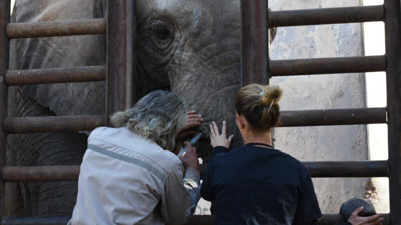 Seis elefantes que estão na Argentina aguardam transferência para MT