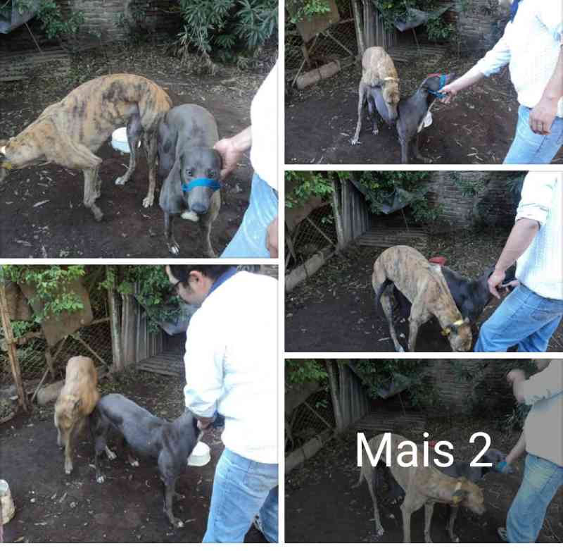 A nova vida dos galgos drogados: do inferno das corridas clandestinas para  uma família adotiva