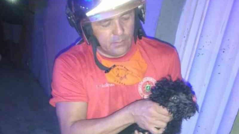 Bombeiros de Iguatu (CE) salvam 22 gatos e quatro cães intoxicados por incêndio