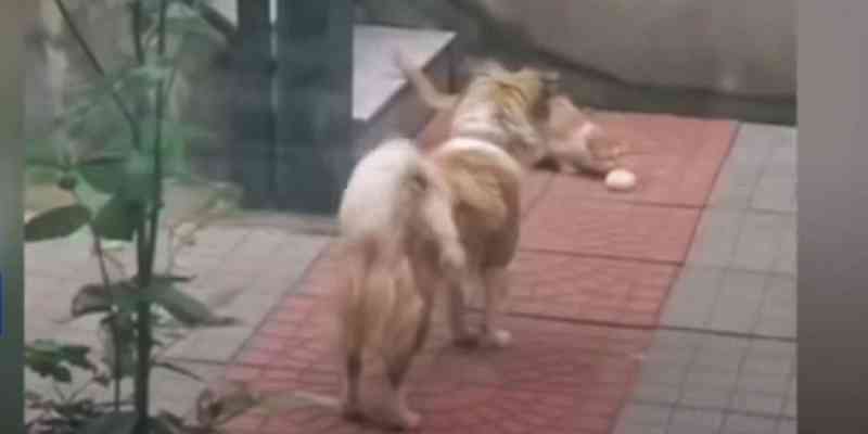 Vídeo mostra cachorro compartilhando comida com gato de rua