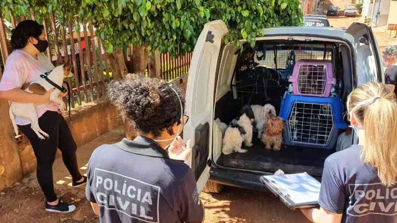 Polícia Civil do Distrito Federal e ONG resgatam 28 animais em situação de maus-tratos