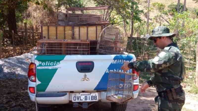Polícia Ambiental apreende 46 aves silvestres em criadouro em Alegre, ES