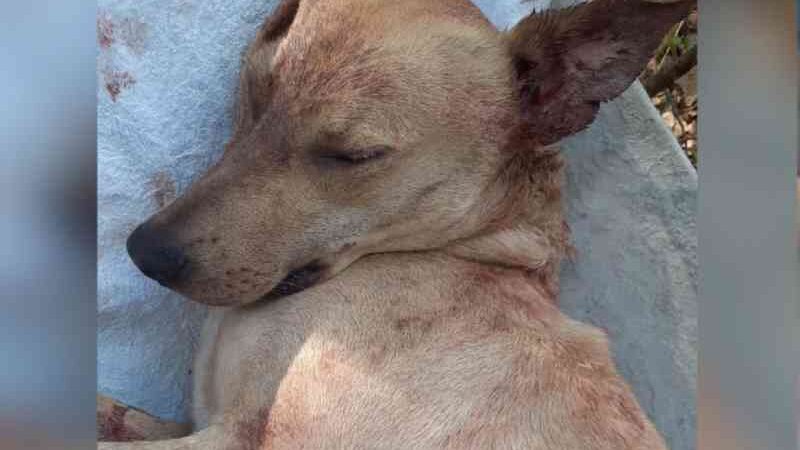 Homem mata cachorro a tiro em rua de Anápolis, GO; vídeo