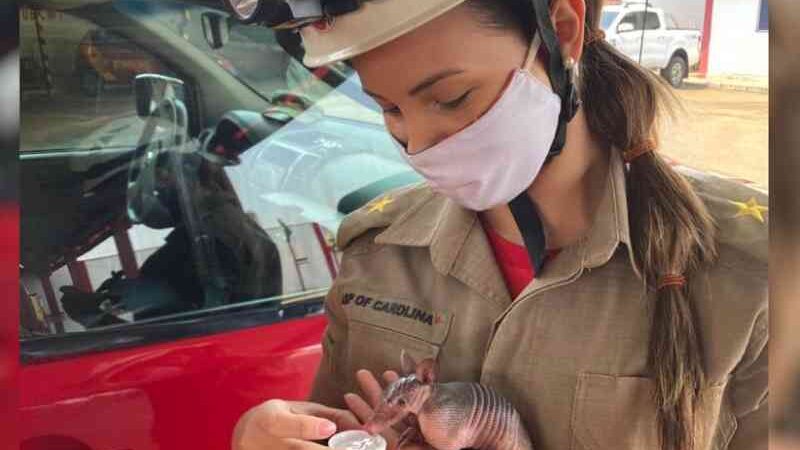 Bombeiros dão água a filhote de tatu resgatado ao fugir de incêndio, em Goiânia