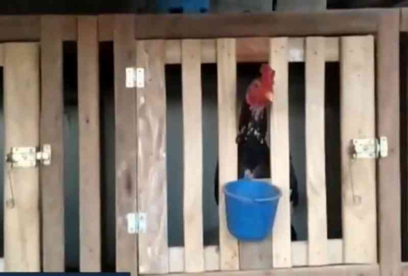 PM encontra 300 galos de rinha em situação de maus-tratos, em Goiânia, GO