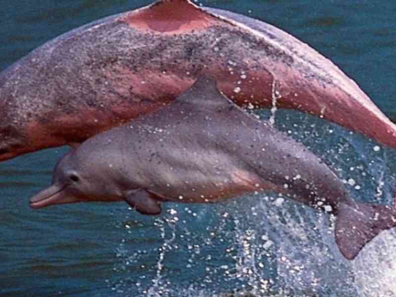 Com bloqueio de barcos em Hong Kong, golfinhos cor-de-rosa retornam aos mares