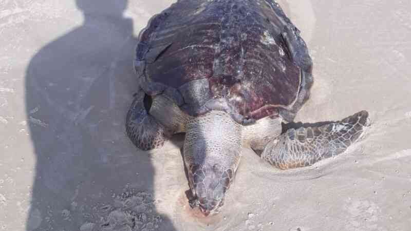 Ação humana pode ter causado morte de tartaruga na praia do Calhau, em São Luís, MA