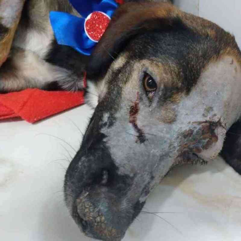 Cachorrinha esfaqueada no olho em Belo Horizonte (MG) causa comoção nas redes sociais