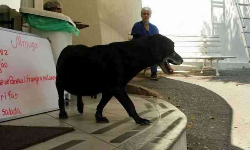 Há 7 anos na porta de hospital em Nova Lima (MG), cão espera por tutor que morreu