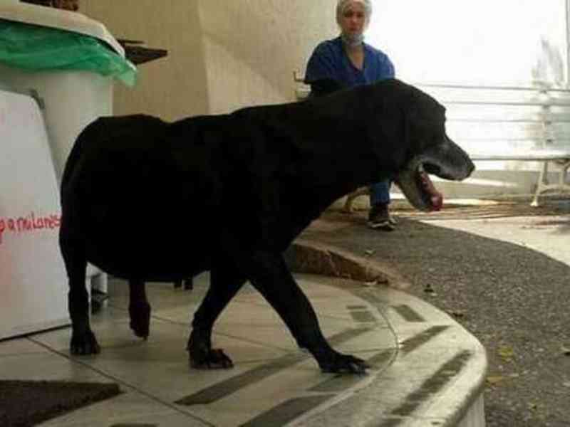 Cão que esperava por tutor morto em hospital de Nova Lima (MG) é levado à força por ativista