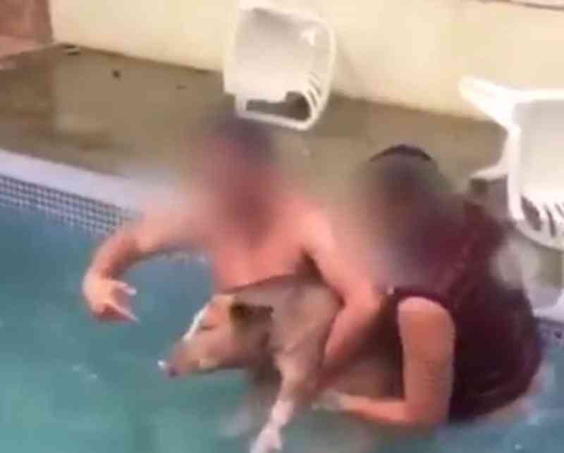 Dois homens que gravaram vídeo com porco dentro da piscina são indiciados