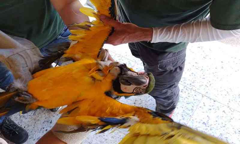 Operação Macaw abre guerra contra o tráfico de animais silvestres em Minas Gerais