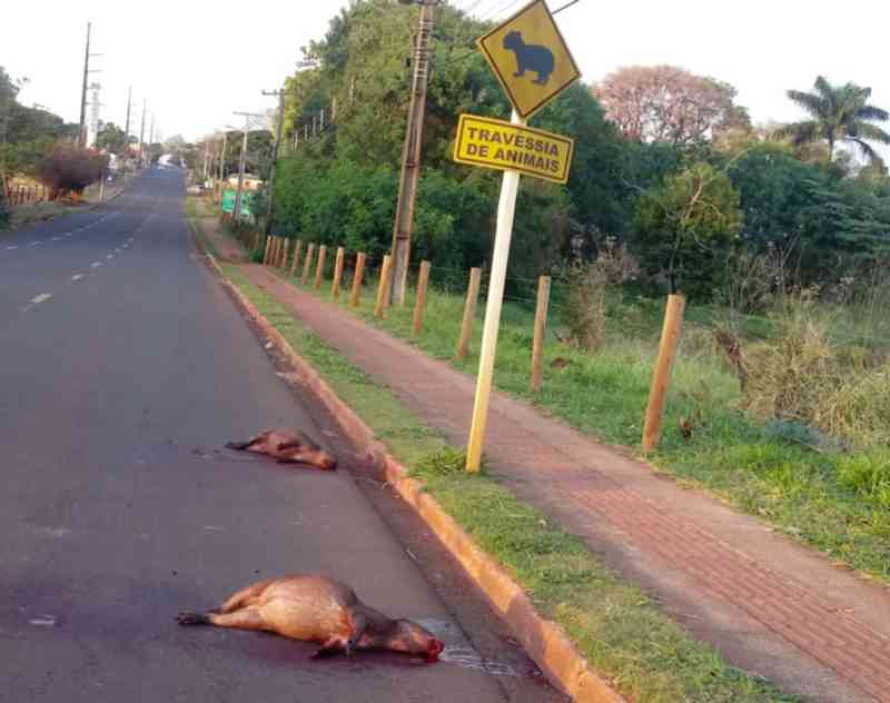 Capivaras são atropeladas ao lado da placa de travessia de animais em Campo Grande, MS