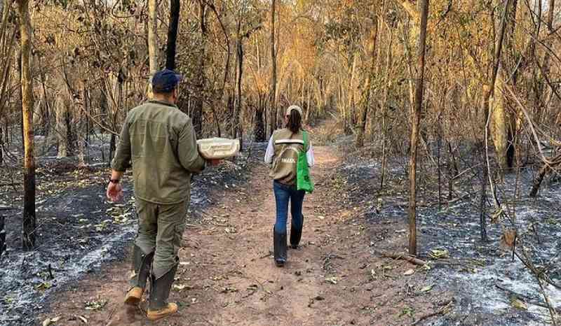 Força-tarefa em MS investiga número de animais mortos pelas queimadas no Pantanal