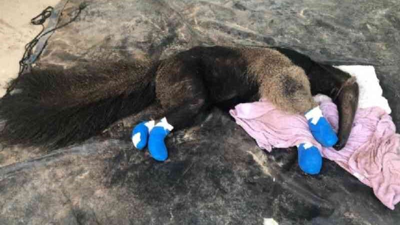 Extenuado e com as quatro patas queimadas, tamanduá é resgatado de incêndio no Pantanal