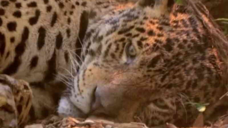Ambientalistas tentam salvar animais em santuário ecológico em chamas em Mato Grosso