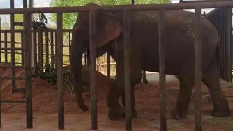 Vídeo: Bambi tem primeiro dia tranquilo no Santuário de Elefantes
