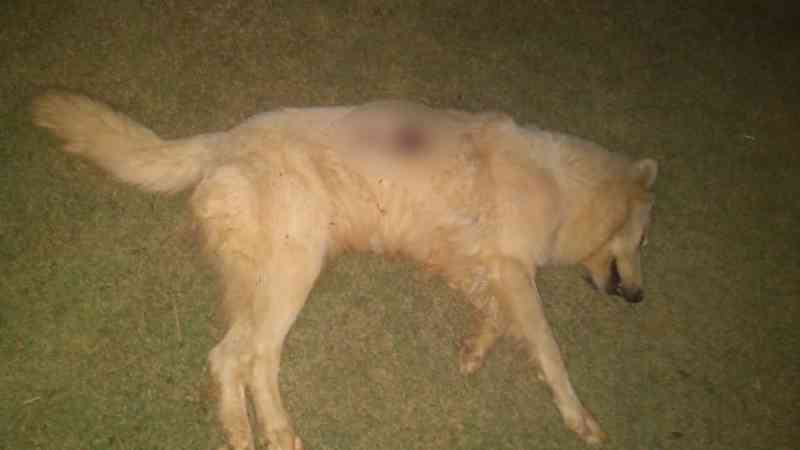 Cachorro é morto a tiro em sítio de MT e tutor registra queixa na polícia