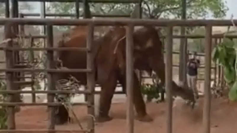 Bambi chega ao Santuário de Elefantes Brasil; veja vídeos