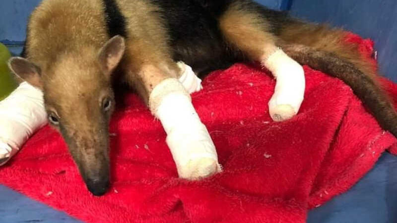 Tamanduá-mirim fêmea é resgatada de incêndio com ferimentos graves nas patas e na cauda em MT