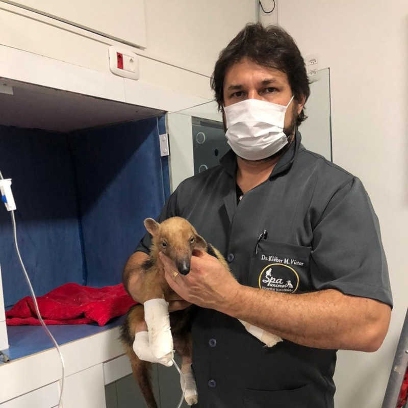 Animal foi resgatado pelo veterinário Kleber Martins — Foto: Kléber Martins/Arquivo pessoal