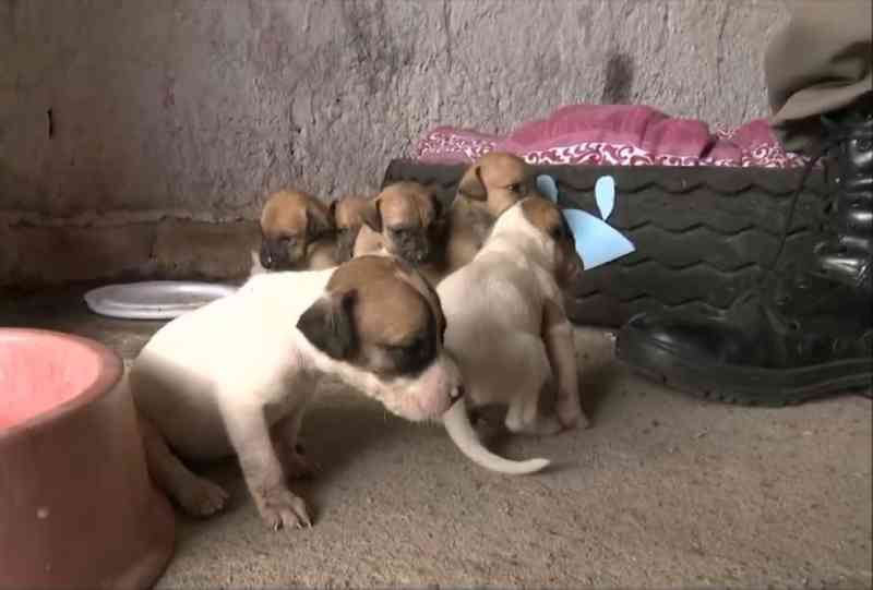 Cadela é encontrada com 12 filhotes e todos são adotados após campanha da polícia, na PB