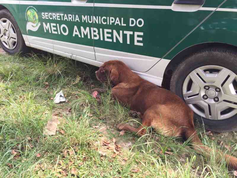 Cão sofre maus-tratos em Guaratuba, PR; Secretaria do Meio Ambiente e PM são acionadas