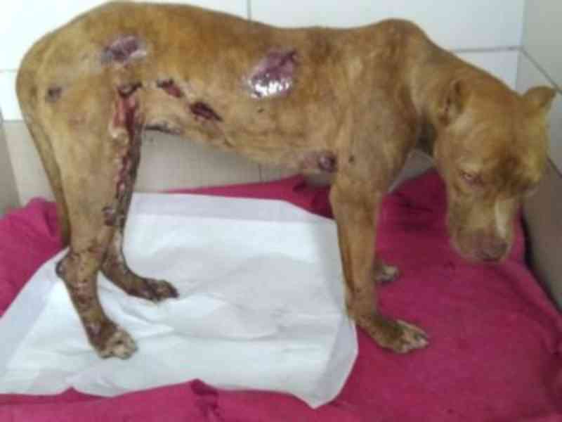 Cachorra é internada após ter corpo queimado em Volta Redonda, RJ
