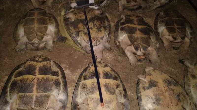 Quatro pessoas são detidas com 14 tartarugas e mais de 80 ovos de quelônio em RO