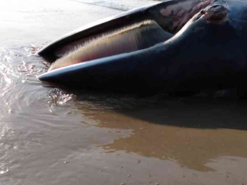 Baleia-minke é encontrada morta na Praia do Sol, em Laguna, SC