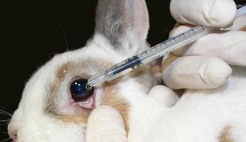 Aprovado projeto que proíbe uso de animais em testes de cosméticos em Santa Catarina