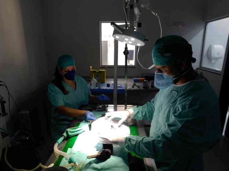 Biguá passa por cirurgia em SC após levar tiros de arma de pressão na asa