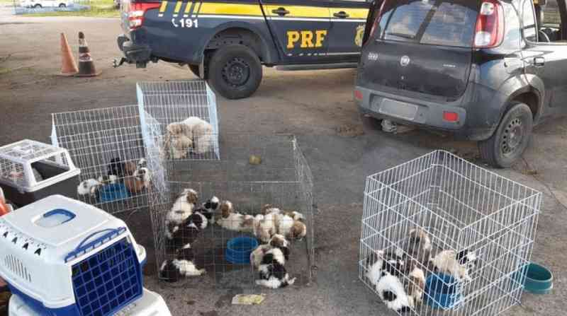 PRF flagra veículo com 24 cães transportados em situação precária na BR-101 em Sergipe
