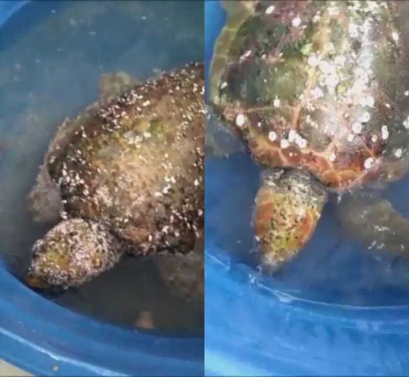 Biólogos retiram cerca de 5 kg de parasitas de tartaruga-cabeçuda encontrada no litoral de SP