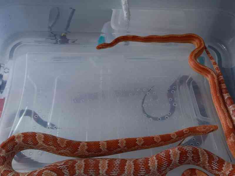 Polícia de SP prende estudante de veterinária suspeito de criar cobras e lagartos para venda