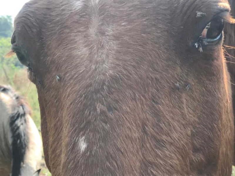 Cavalos em situação de maus-tratos são encontrados em propriedade rural de Quadra, SP